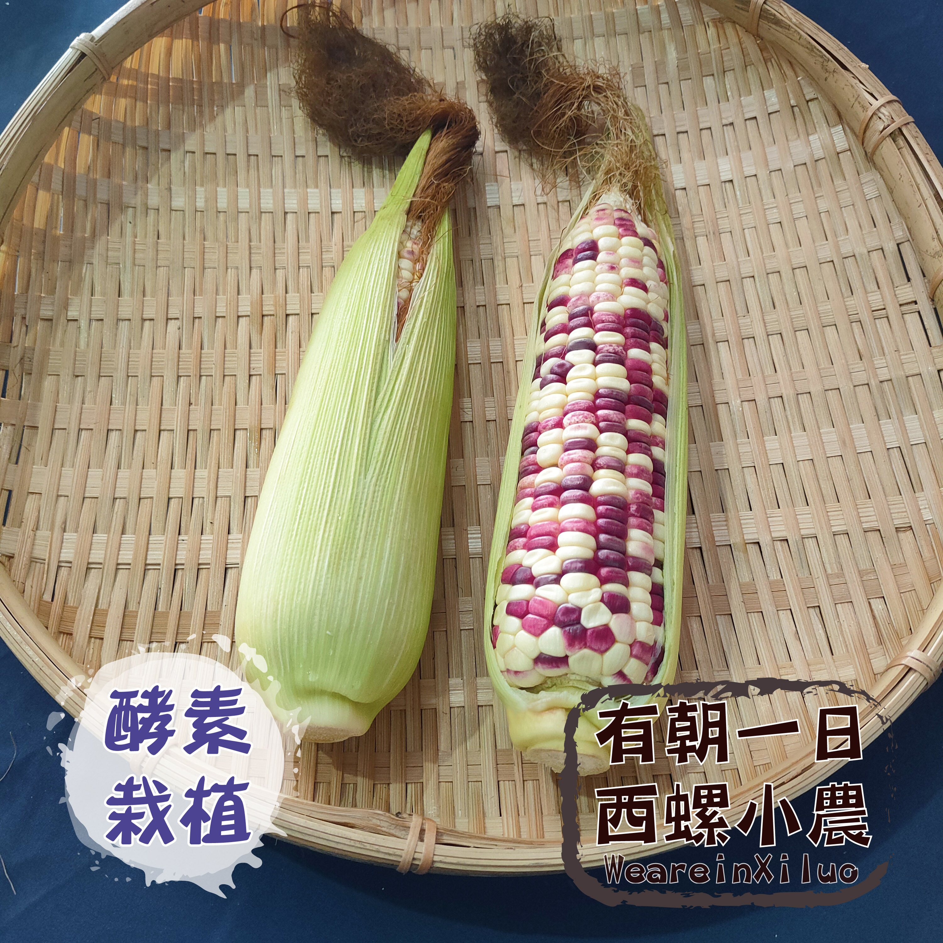 酵素栽植．彩色玉米